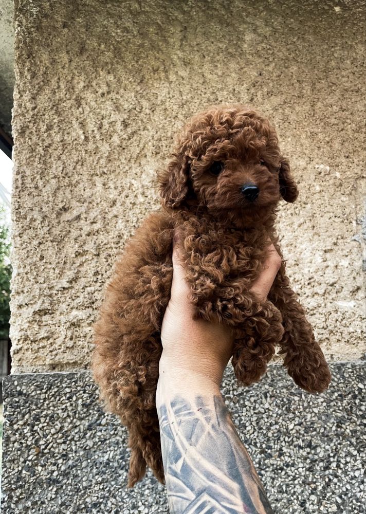 Пудел Той Poodle Toy