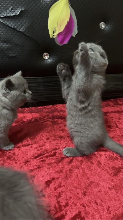 Zotli mushuk, Шотландский скотиш премиум