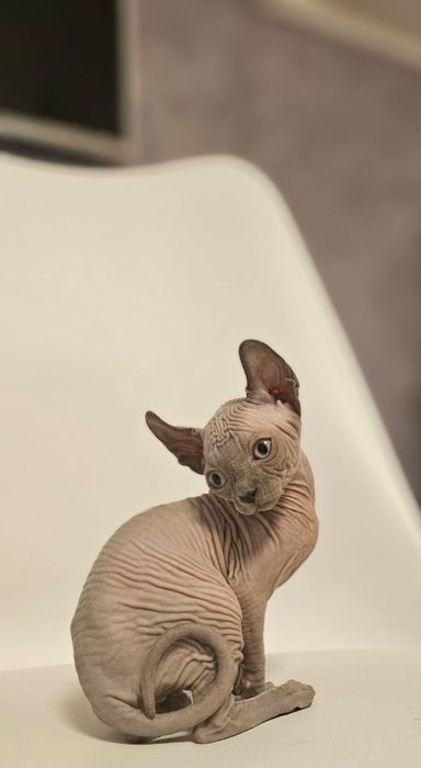 Fetita sphynx/sfinx/elf superba