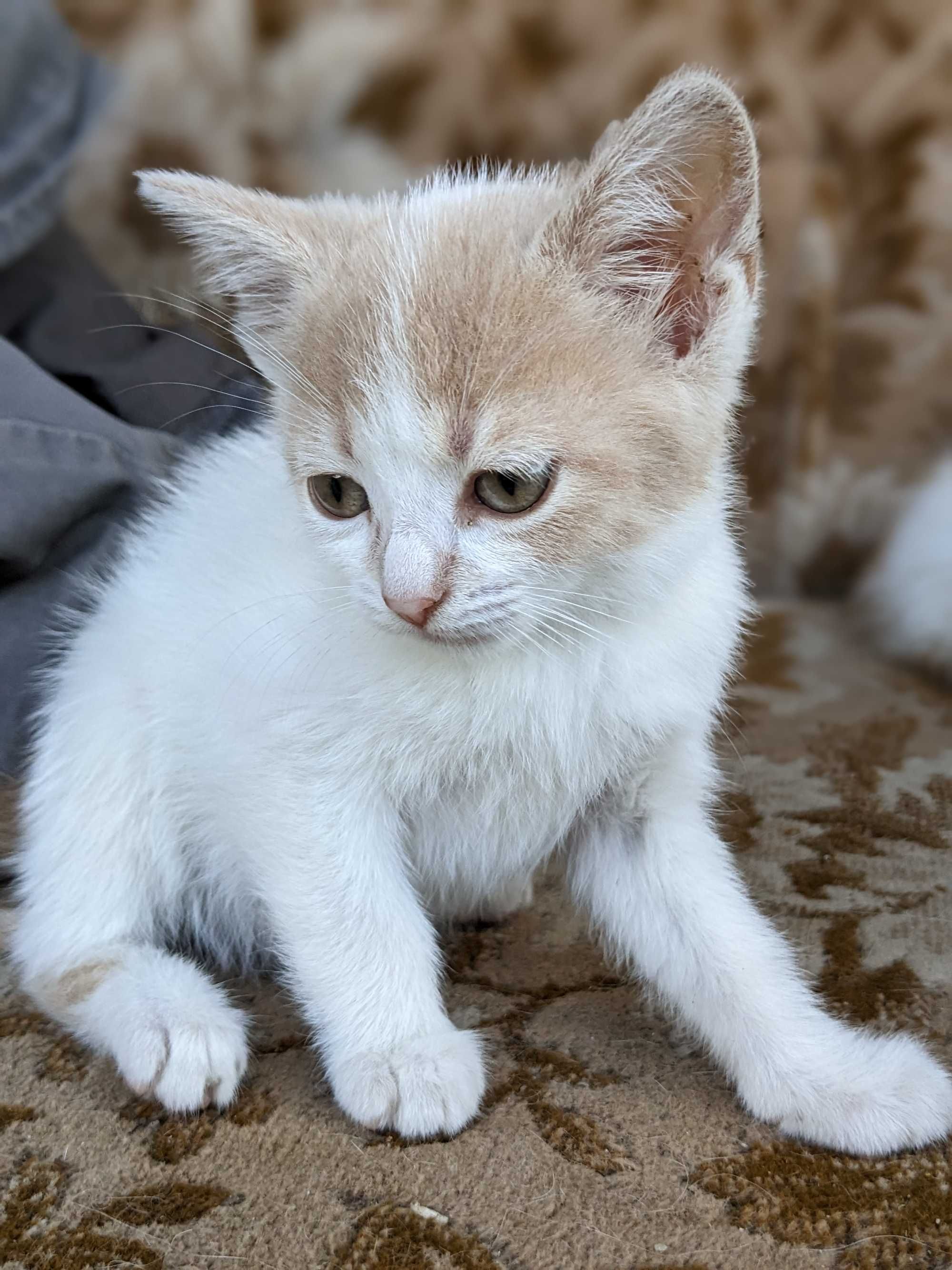 Малки котета в търсене на нов дом