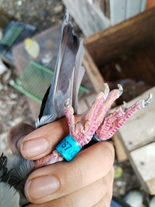 Vând porumbei cu pedigri masc