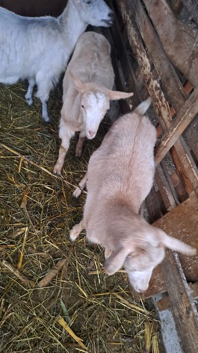 Schimb 3 caprite cu oi