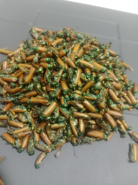 Алтын коныз Майски жук