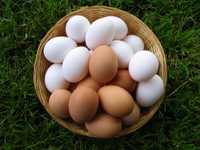 Яйца,домашние яйца
