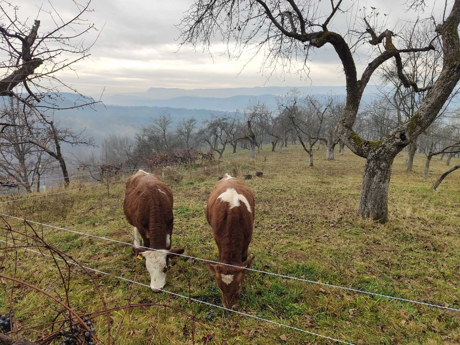 Vitei de vânzare, Maramureș