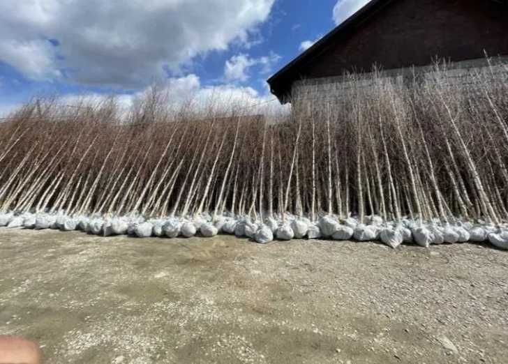 Tei Ornamental , Mesteacan alb , Platan , Artar de camp