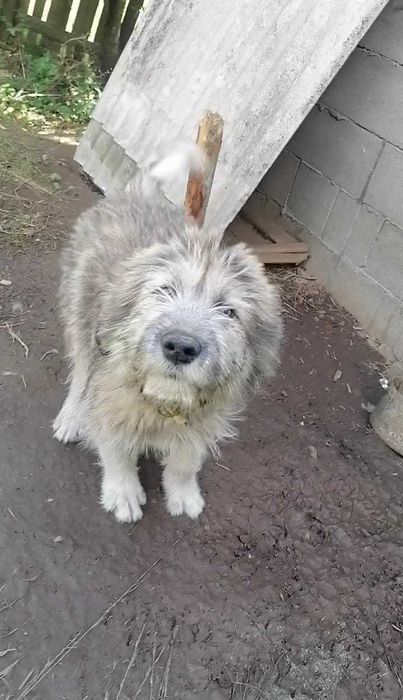 Vând cășel mascul caucazian de două luni jumate