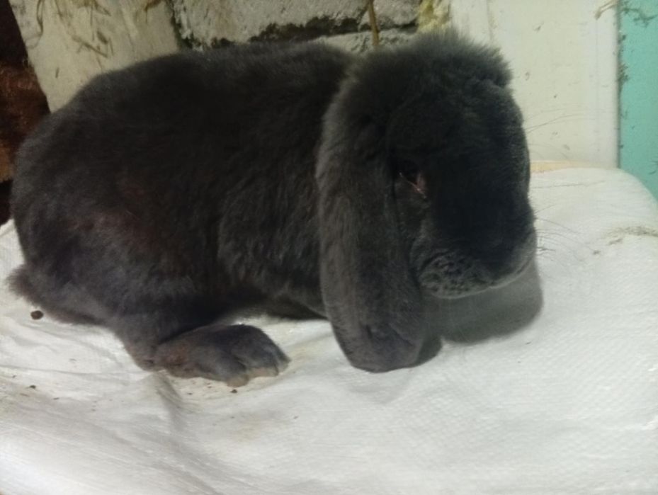 Vând iepuri fluture german și berbec german