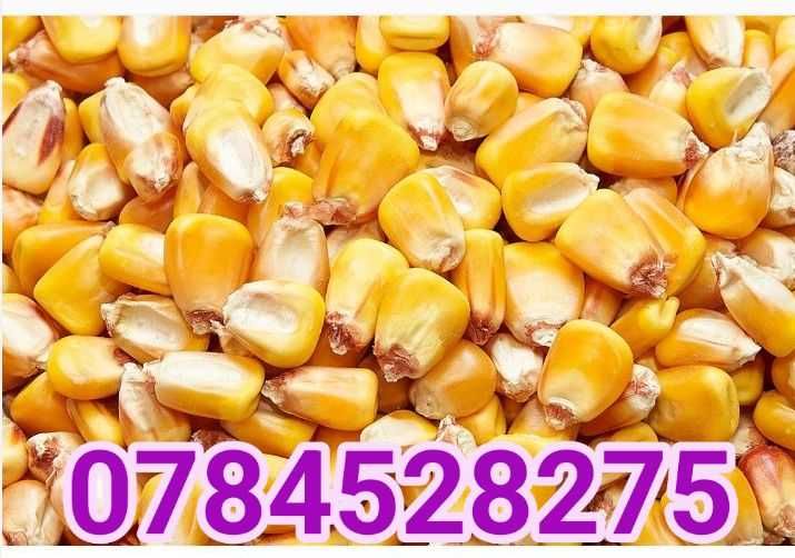 Porumb boabe recolta 2025