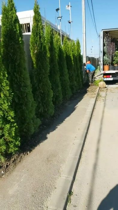 Tuia smarald columna braband Lelandy spirale pon pon fotinia