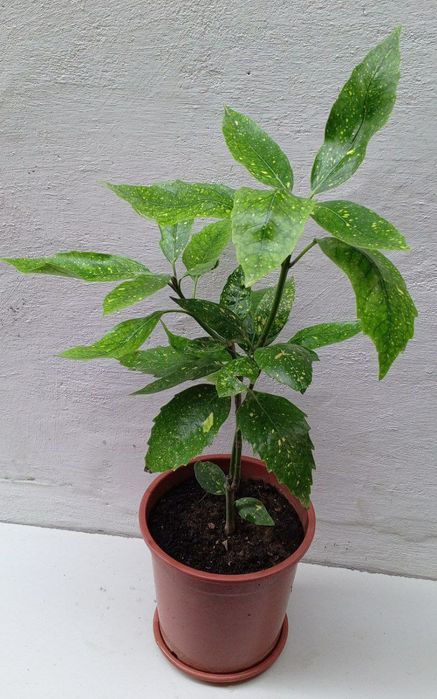 Аукуба японская (Aucuba japonica) или "Золотое дерево". Цветы для дома