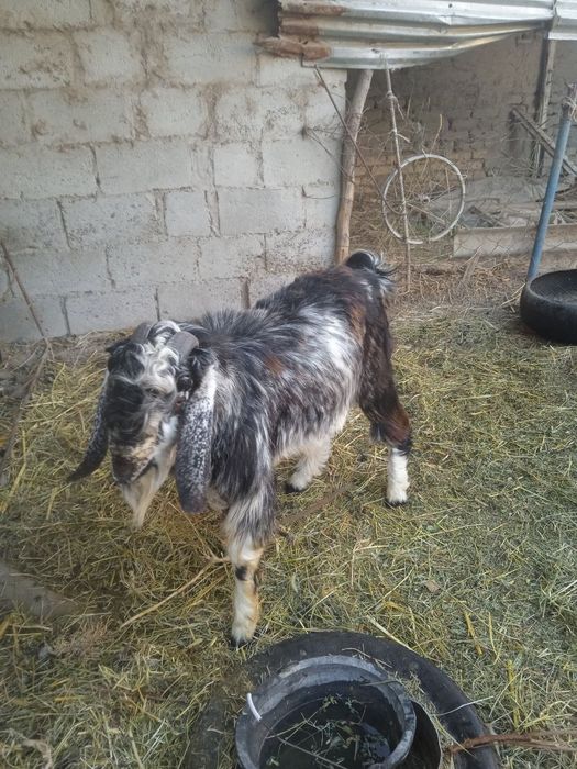 Нар Эчки сотилади