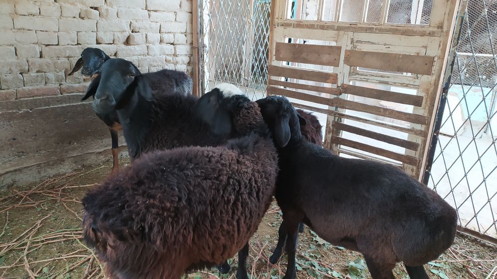 Samarqand tuman Yangiravot mahallasi 5 kõcha
