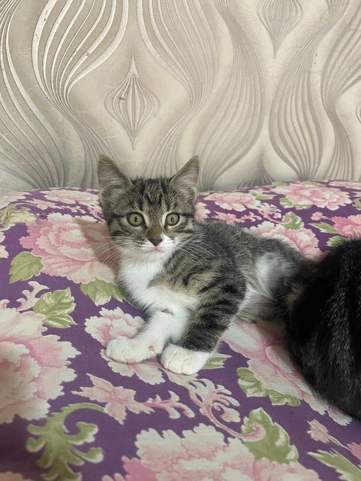 Бесплатно в хорошие руки котята