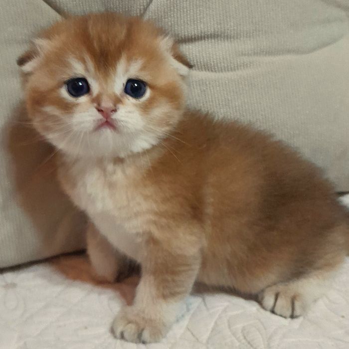 Бронь.Шикарные котята,золотая шиншилла.