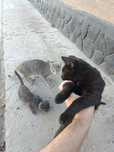 Кошки бесплатно, отдам даром
