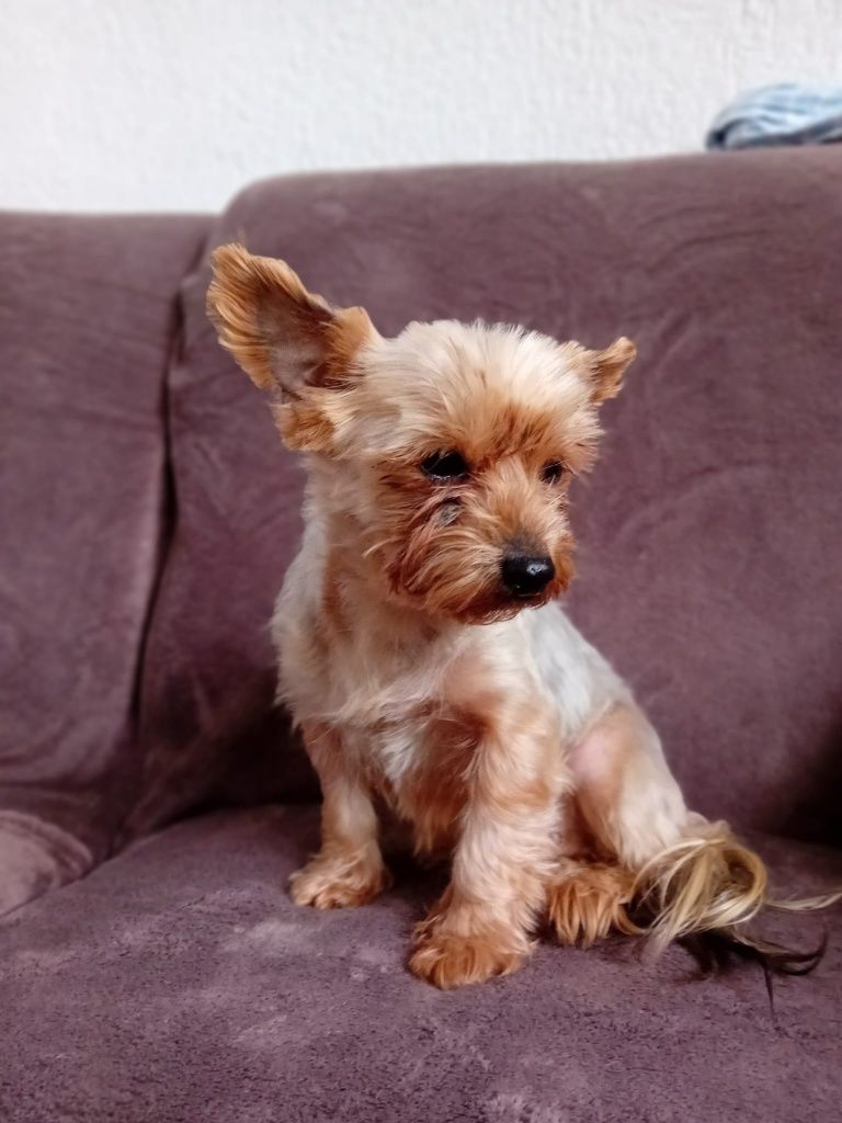 Catelusa Yorkshire terrier