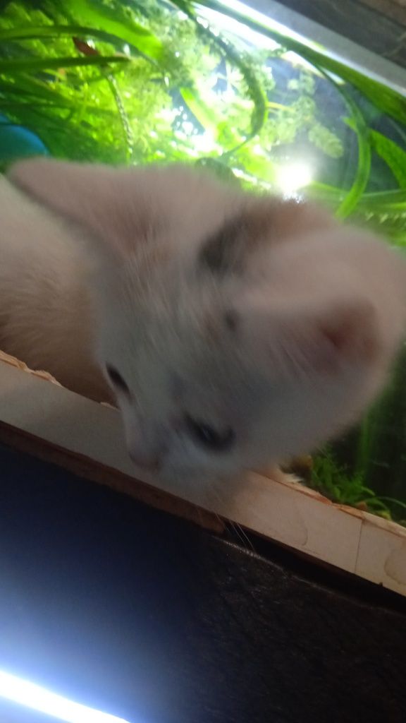 Котята, бесплатно