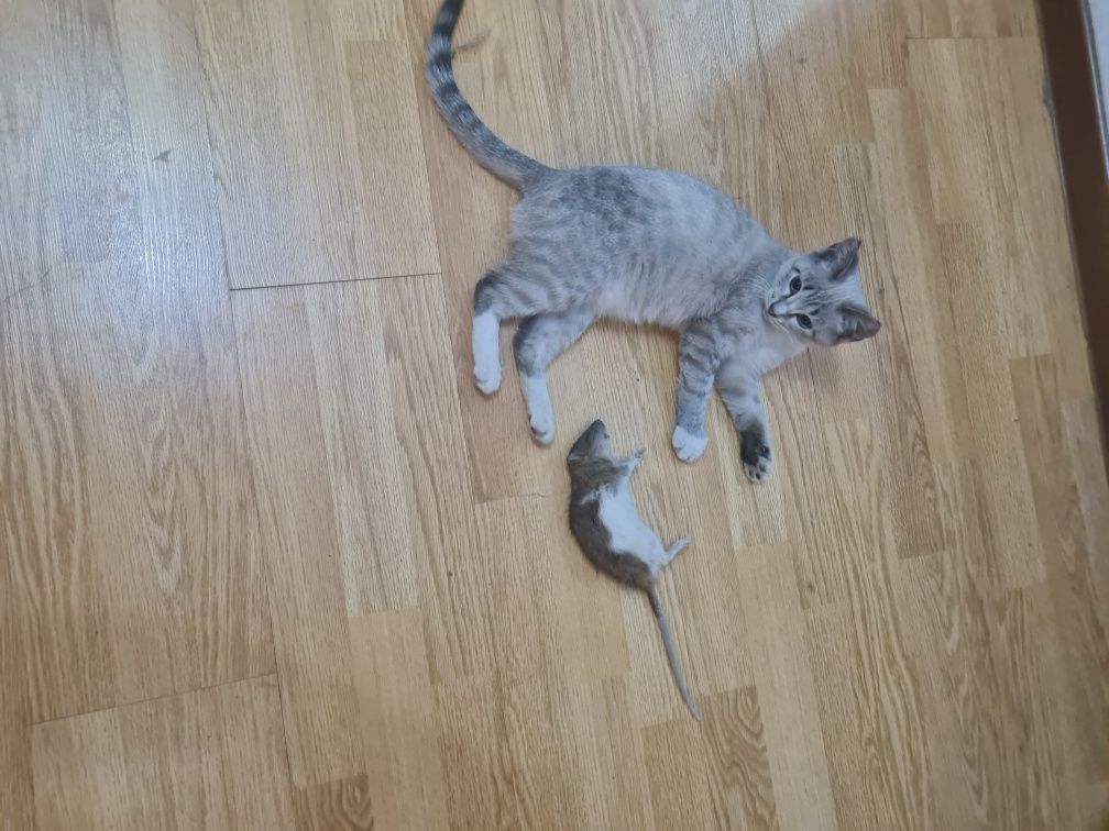Котята два месяца даром