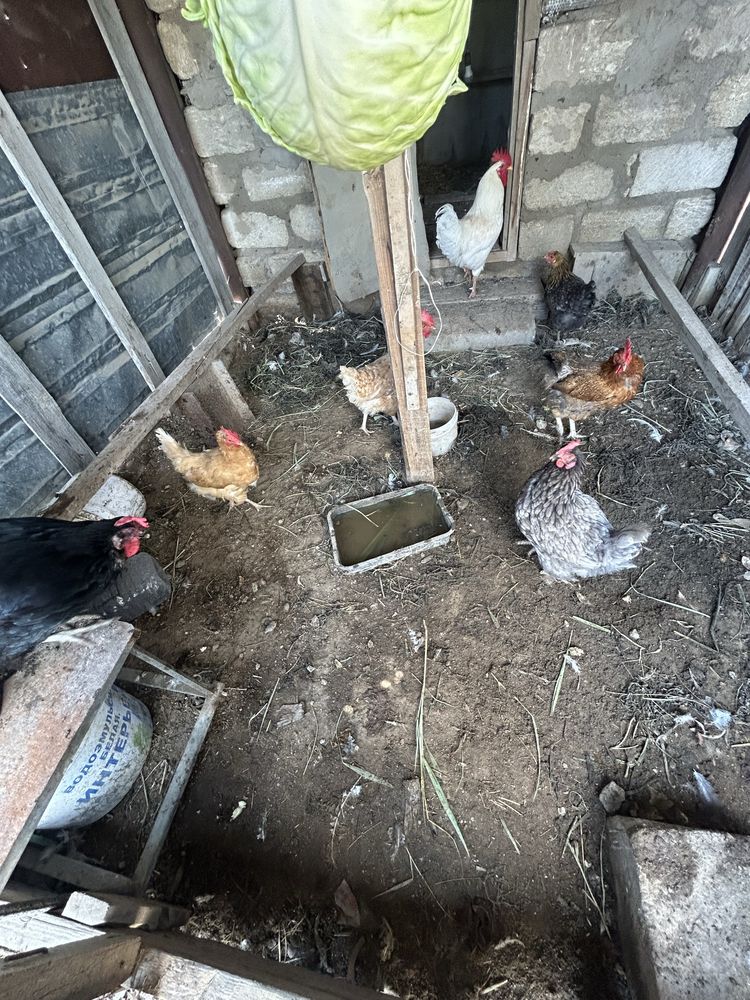 Продается куры с петухом