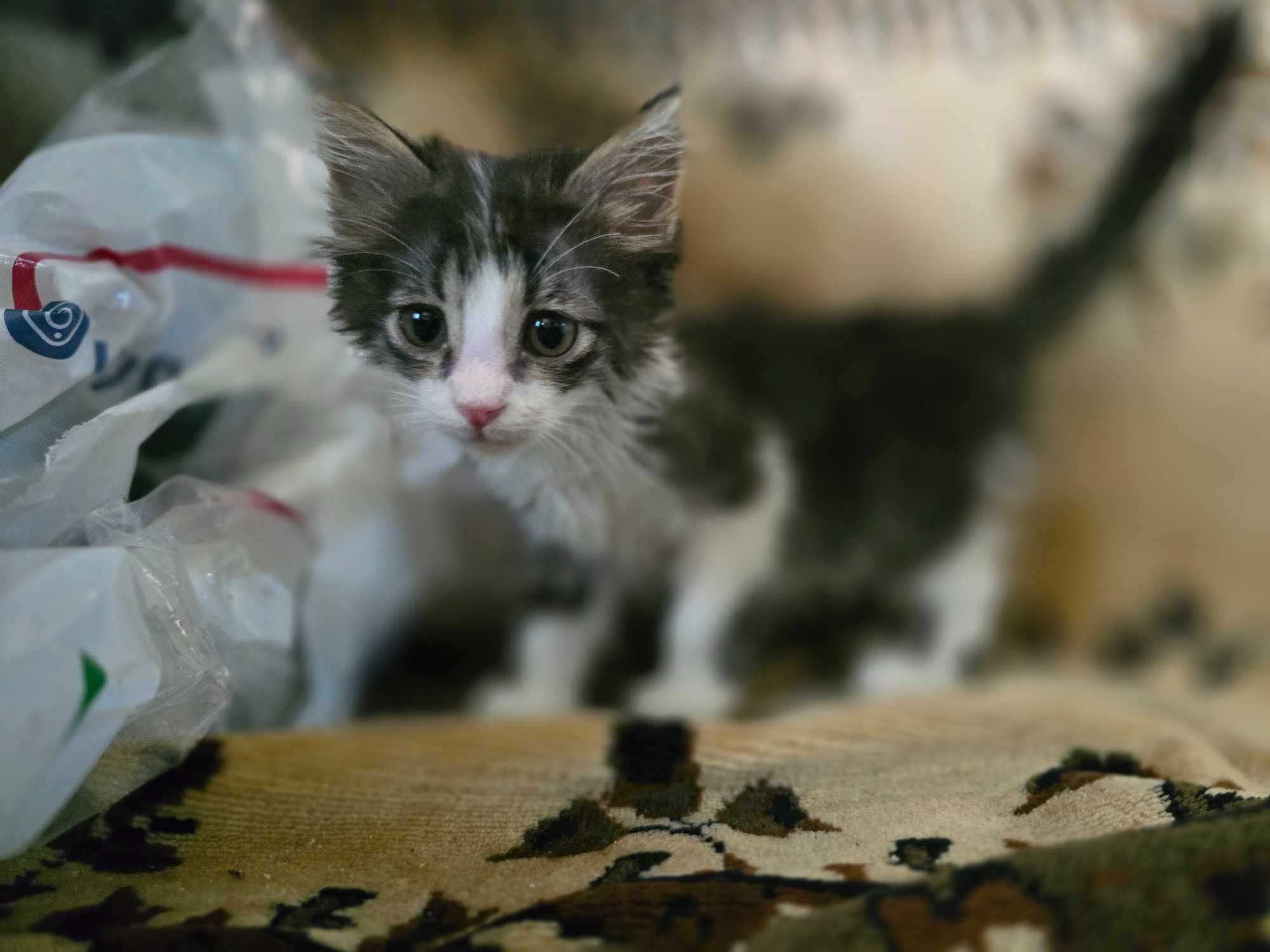 Котёнок, девочка, 2 месяца