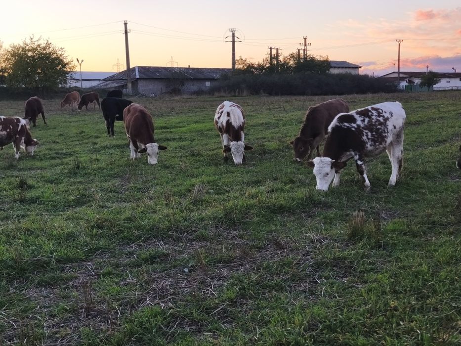 Vând vitei,vitele,juninci