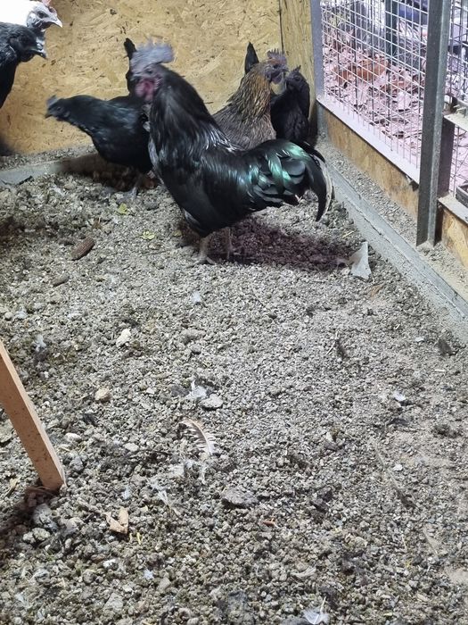 Ухейл кора хуроз