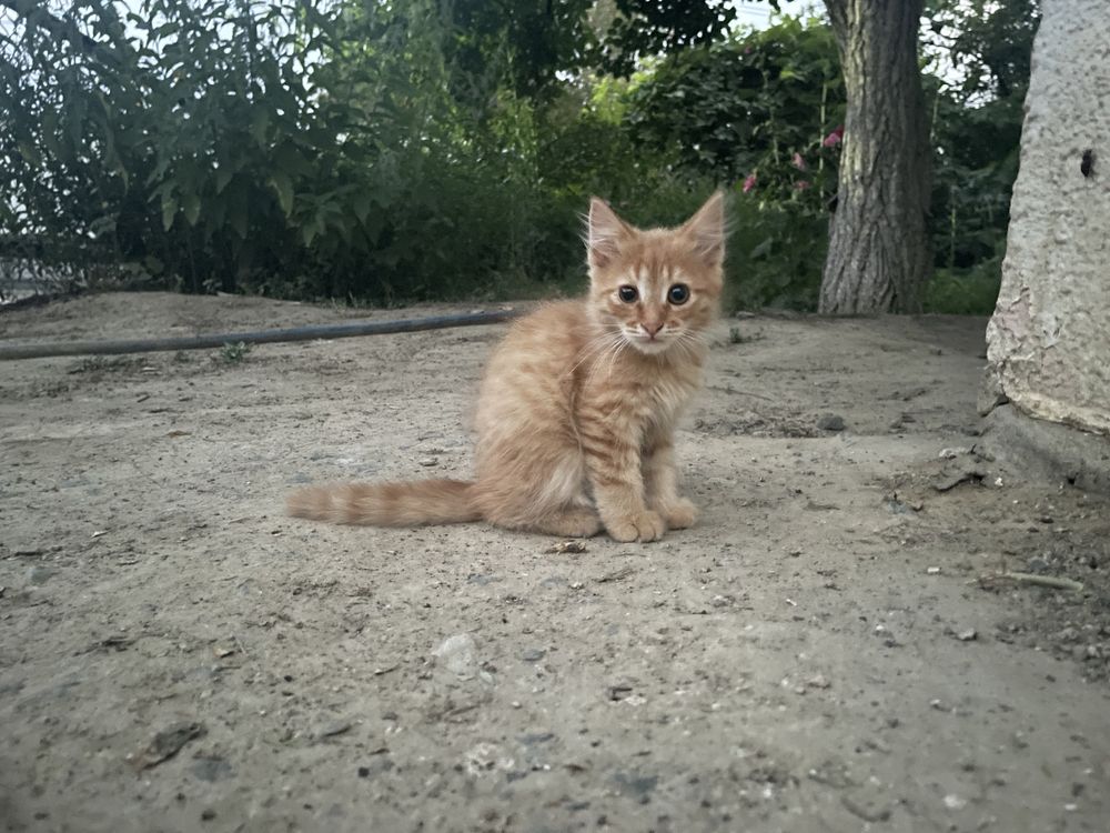 Отдам котенка девочка