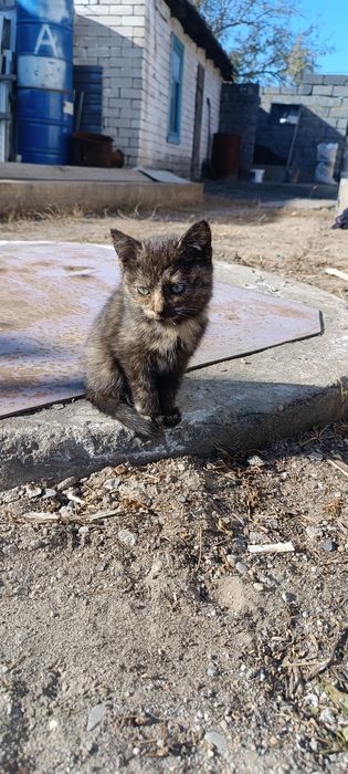 Отдам котенка бесплатно