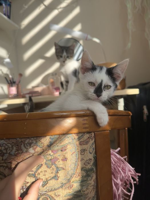 Отдам котят два мальчика