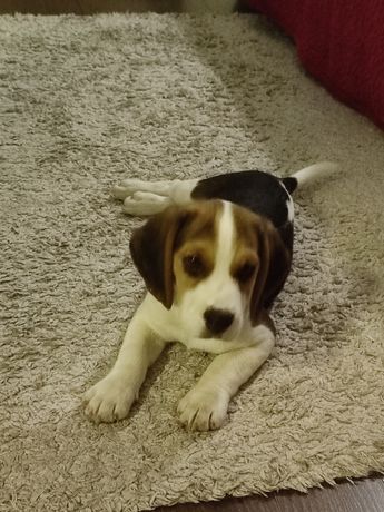 Beagle pui 3 luni