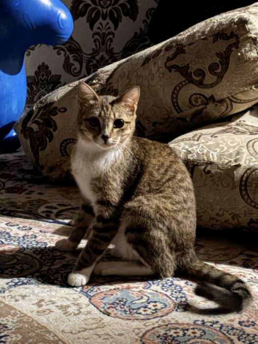 Приучена к горшк