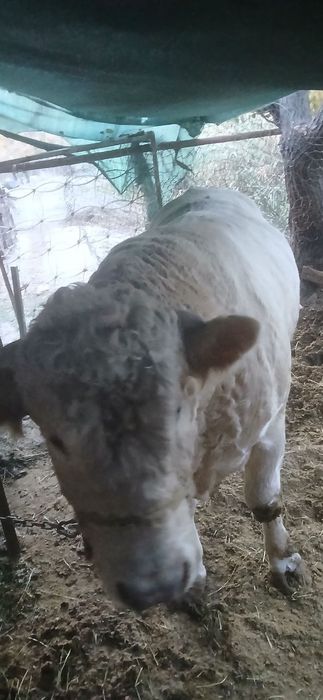 Buqa sotiladi yeb ichishi zoʻr