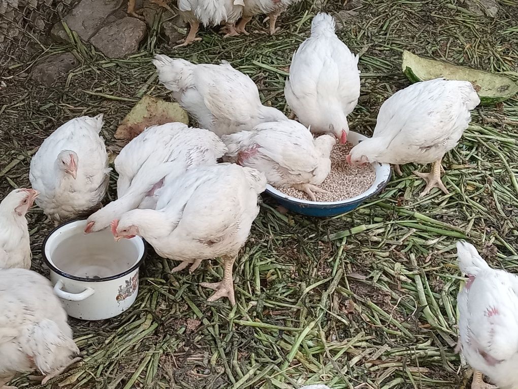Продаются Бройлеры
