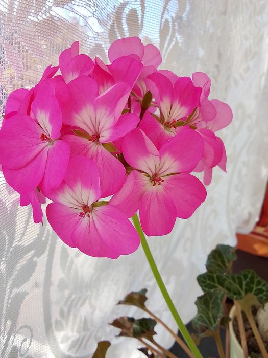 Продаю герань, розовую