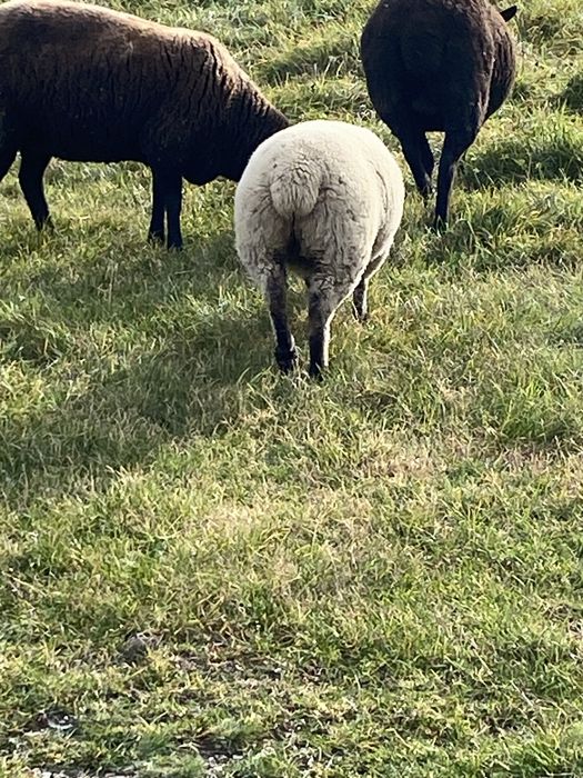 Mielute si oi de carne