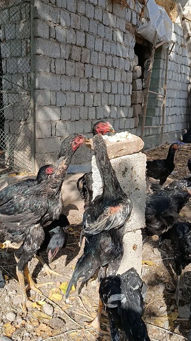 Дакан жўжа хўрозлар