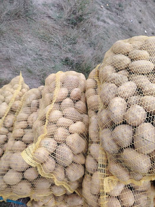 Картофи сорт СОРАЯ