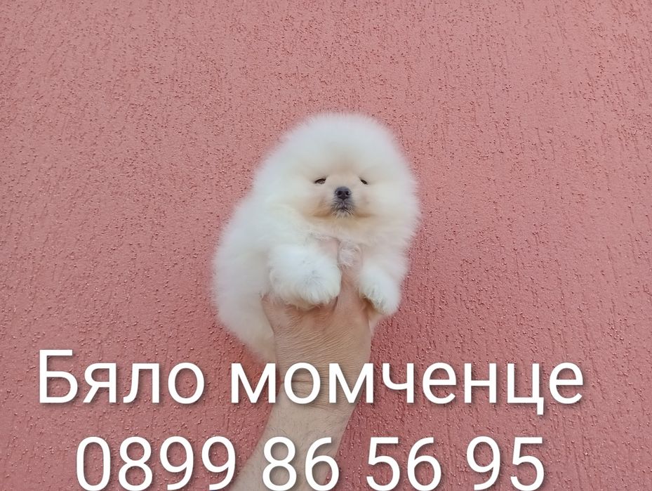 Мъжки Померани. Реални снимки!