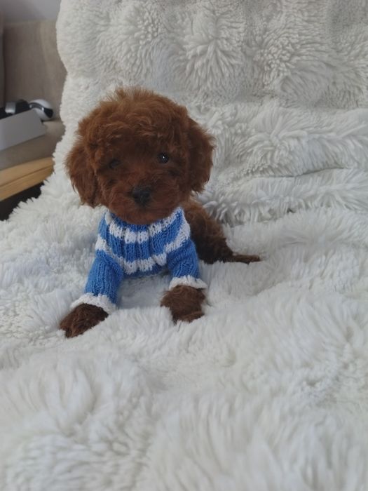 Mascul pudel talie mica