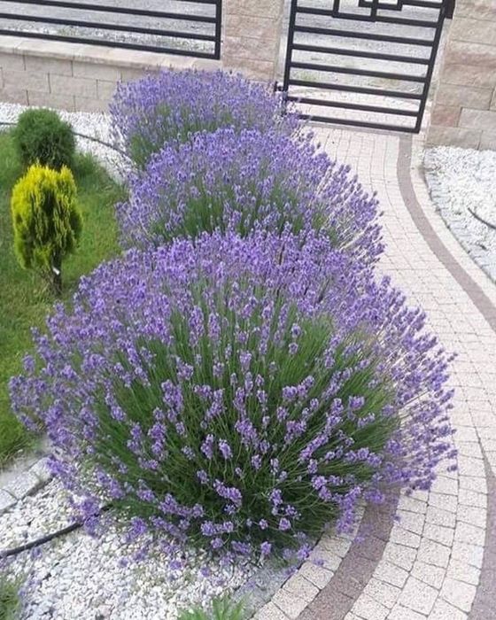 Pepiniera vând  lavanda la ghiveci și  trandafiri cataratori la ghivec