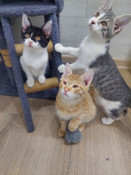 Котенок девочка Ташкент