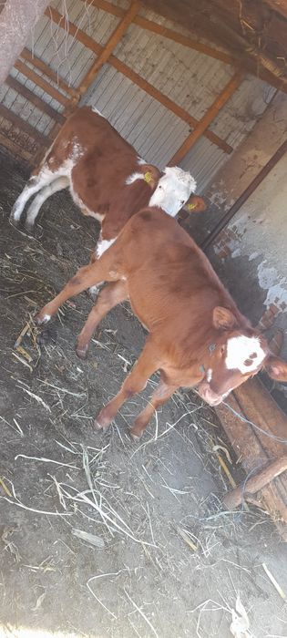 Vând 2 vițele de rasă