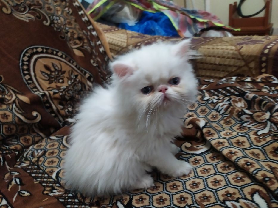 Продам котят порода экзоты и персы