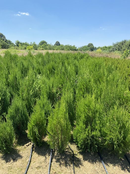 Vand tuia plante ornamentale pentru gard viu flori pomi