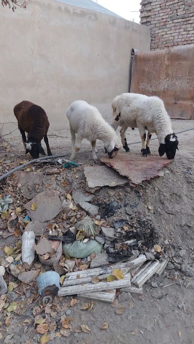 Эгизак кучкорлар сотилади.