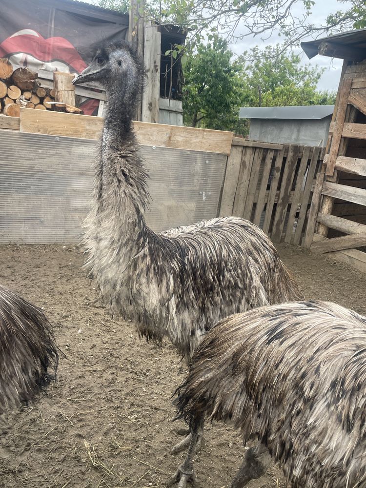 Trei păsări EMU!!!