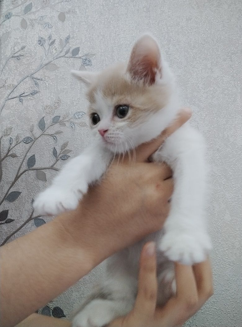 Шотландский прямоухи и вислоухий