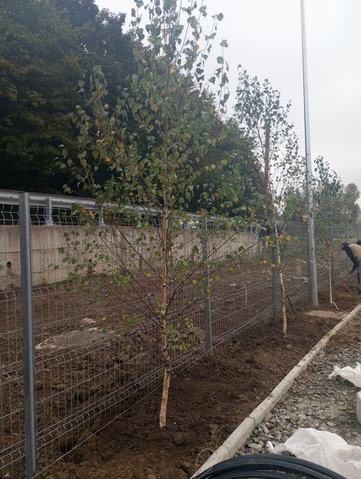 Vând Tei Mesteacăn