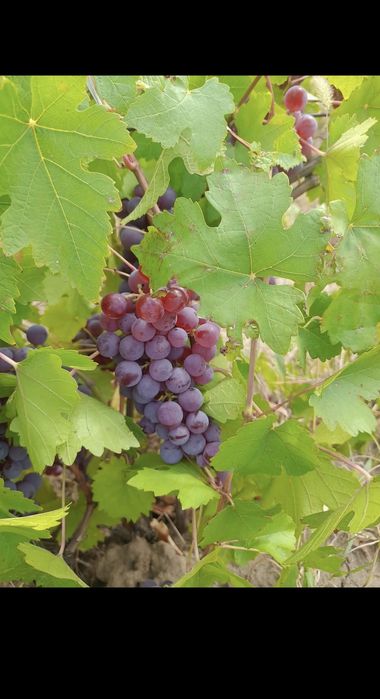 Butasi de vita de vie de anul 3